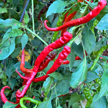 Thunder Cayenne - Seeds - The Pepper Pantry (Formerly Marie Sharp's)